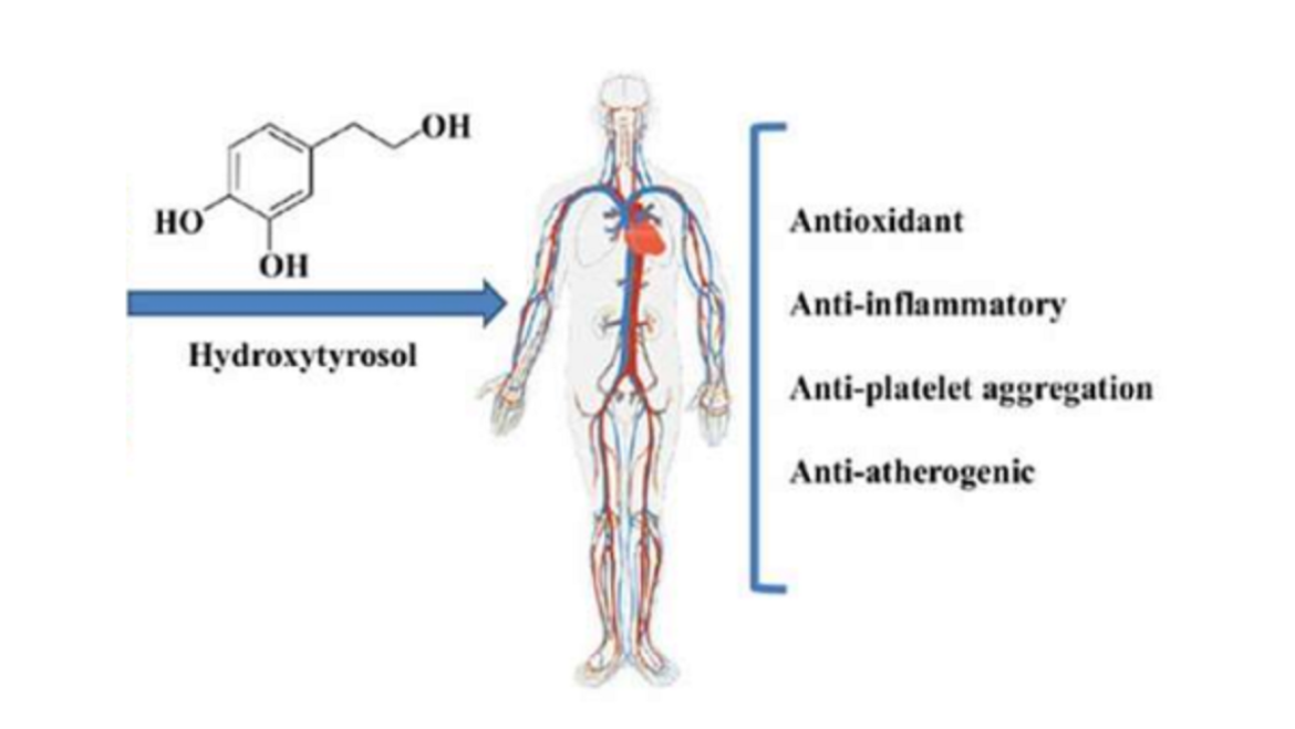 Υδροξυτυροσόλη
